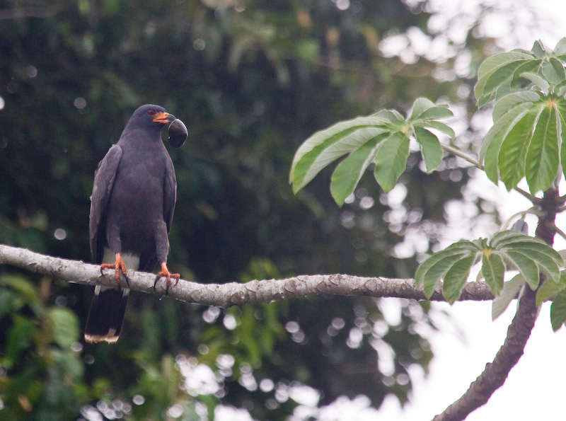 Snail Kite Eating Snail